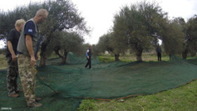 Olive oil from Crete