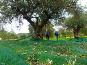 Olive oil on Crete