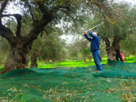 Olives from Crete