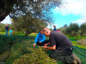 Sort olives and leaves out