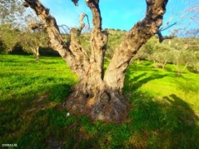 nature on crete