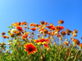 Flowers on Crete