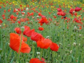 flowers on crete greece