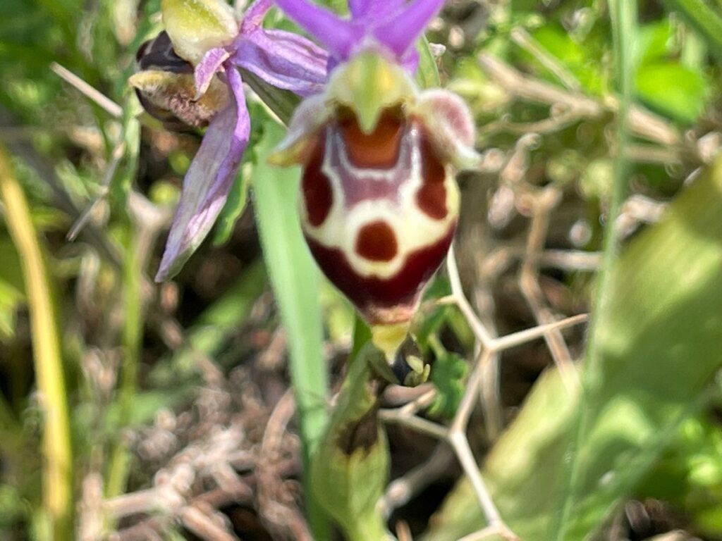 On Crete there are numerous species of flowers, flowering in the spring. Many kinds of orchids and irisses can be found. Come with Zorbas Island on a flower walk.