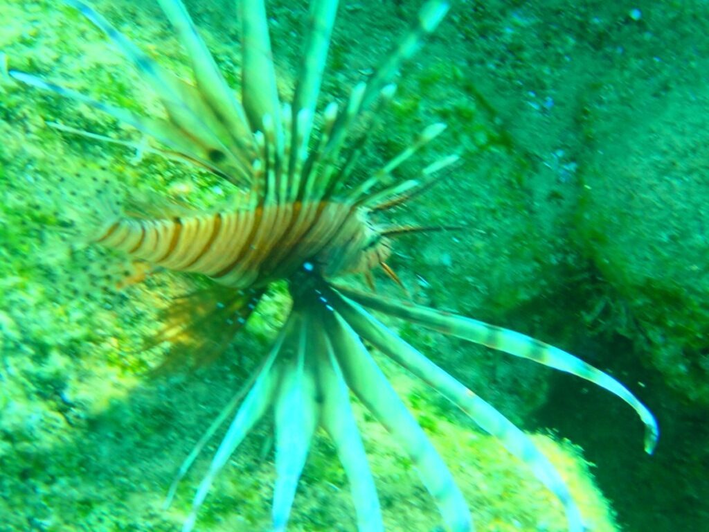 Lionfish are present off the coast of Crete. Since their arrival via the Suez Canal, they have become a regular (though invasive) sight in the waters surrounding the island.