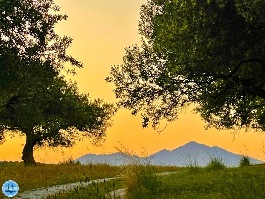 With an extremely low acidity of 0.3, Zorbas Island organic olive oil is a rarity. A smooth, full flavor that elevates every dish. And the best part? We deliver it to you!