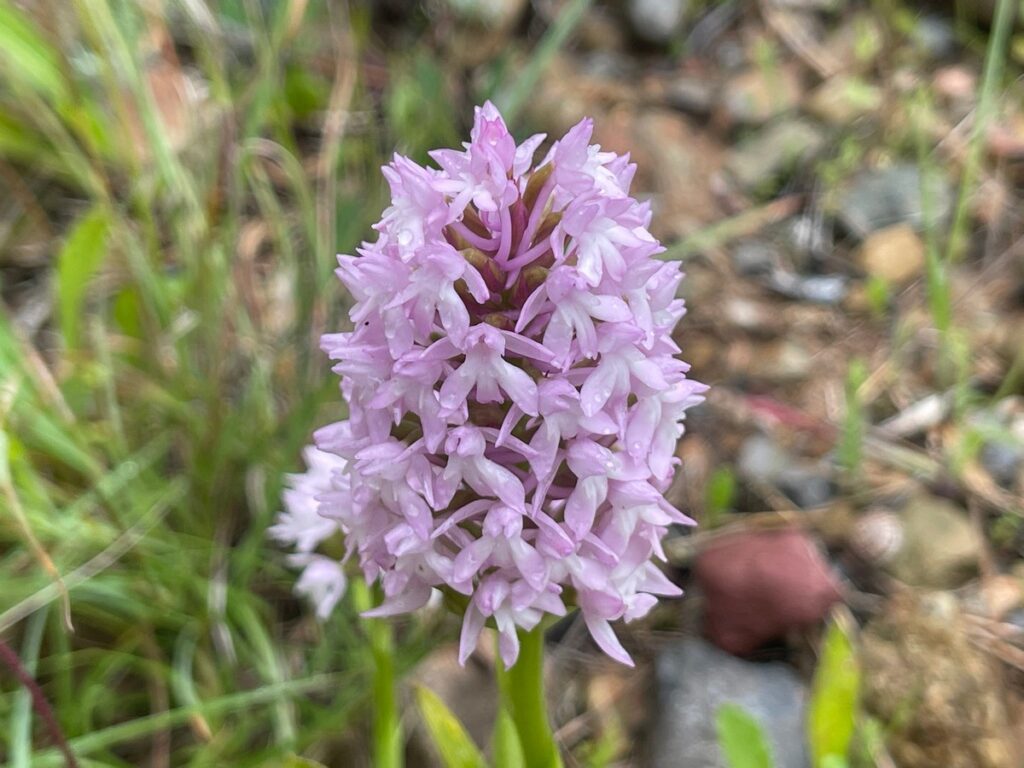 Crete is a renowned hotspot for wild orchids, with over 67 to 70 species and subspecies, including roughly 14 endemic species found nowhere else. The island is considered a paradise for orchid lovers, particularly in spring, with significant diversity in the Ophrys (bee orchids) and Orchis genera