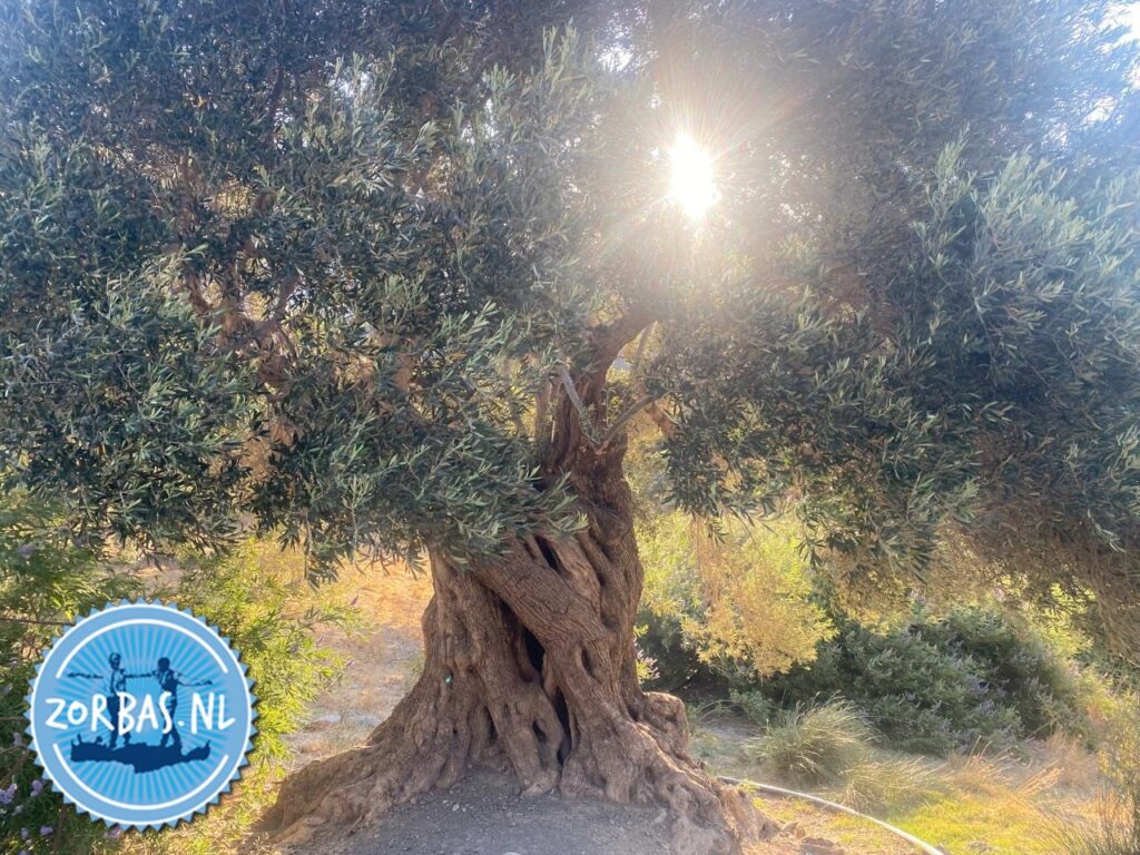 Give your kitchen a Greek upgrade. Whether it’s over a salad, a fresh piece of bread, or a beautiful fish dish: the olive oil from Zorbas Island completes it. Authentic, pure, and straight from Cret