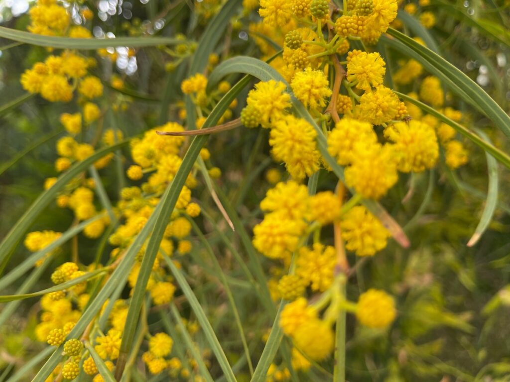 Spring is arguably one of the best times to visit Crete, offering mild, sunny weather, lush green landscapes, and colorful wildflowers, with temperatures typically between 15 and 25 degrees. It is ideal for hiking, exploring archaeological sites without summer crowds, and enjoying the coastline, although the sea remains too cold for many, with temperatures around 17-19 degrees in April and May