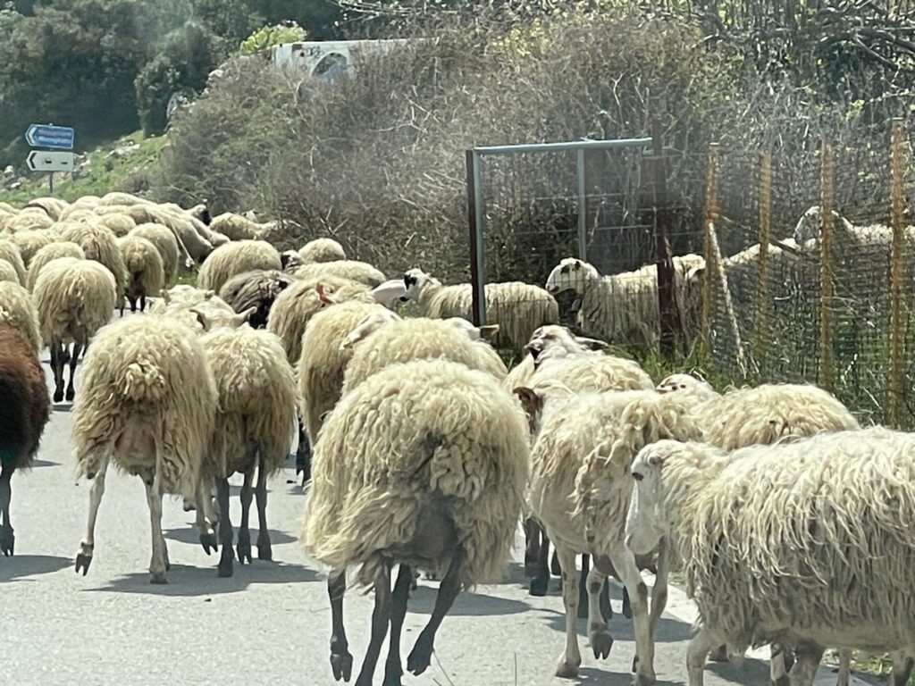On Crete there are about 8000 shepherds with goats and sheep. The milk is used for cheese like Cretan white cheese, graviera and kefalotyri.